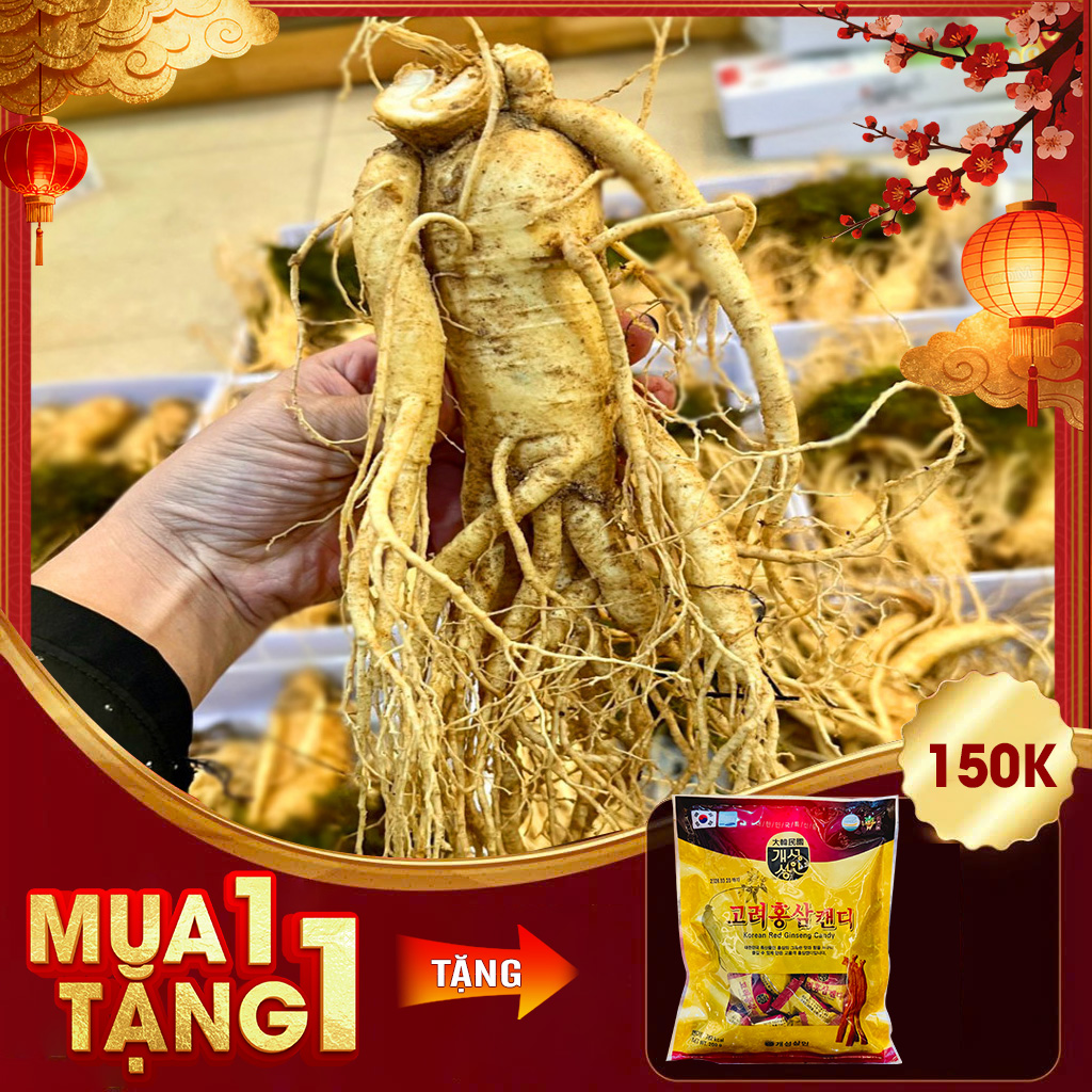 Nhân Sâm Tươi Hàn Quốc 6 Năm Tuổi VIP 1 Loại 4 Củ / kg