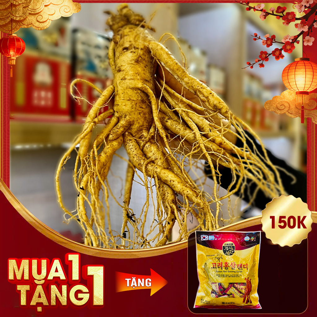 Nhân Sâm Tươi Hàn Quốc 6 Năm Tuổi VIP 1 Loại 5 Củ / kg