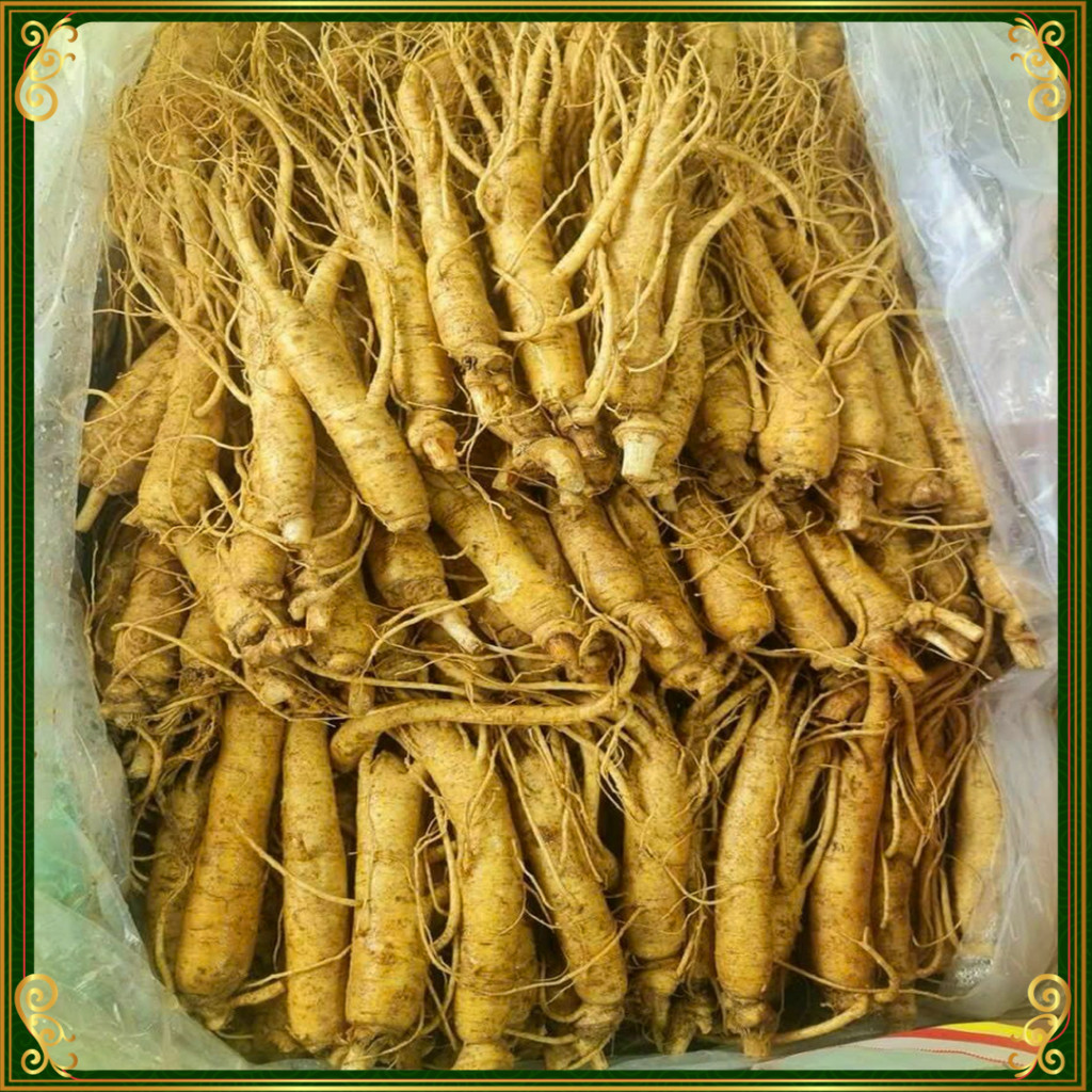 Nhân Sâm Tươi Hàn Quốc Hầm Gà  25 – 30 Củ  / kg