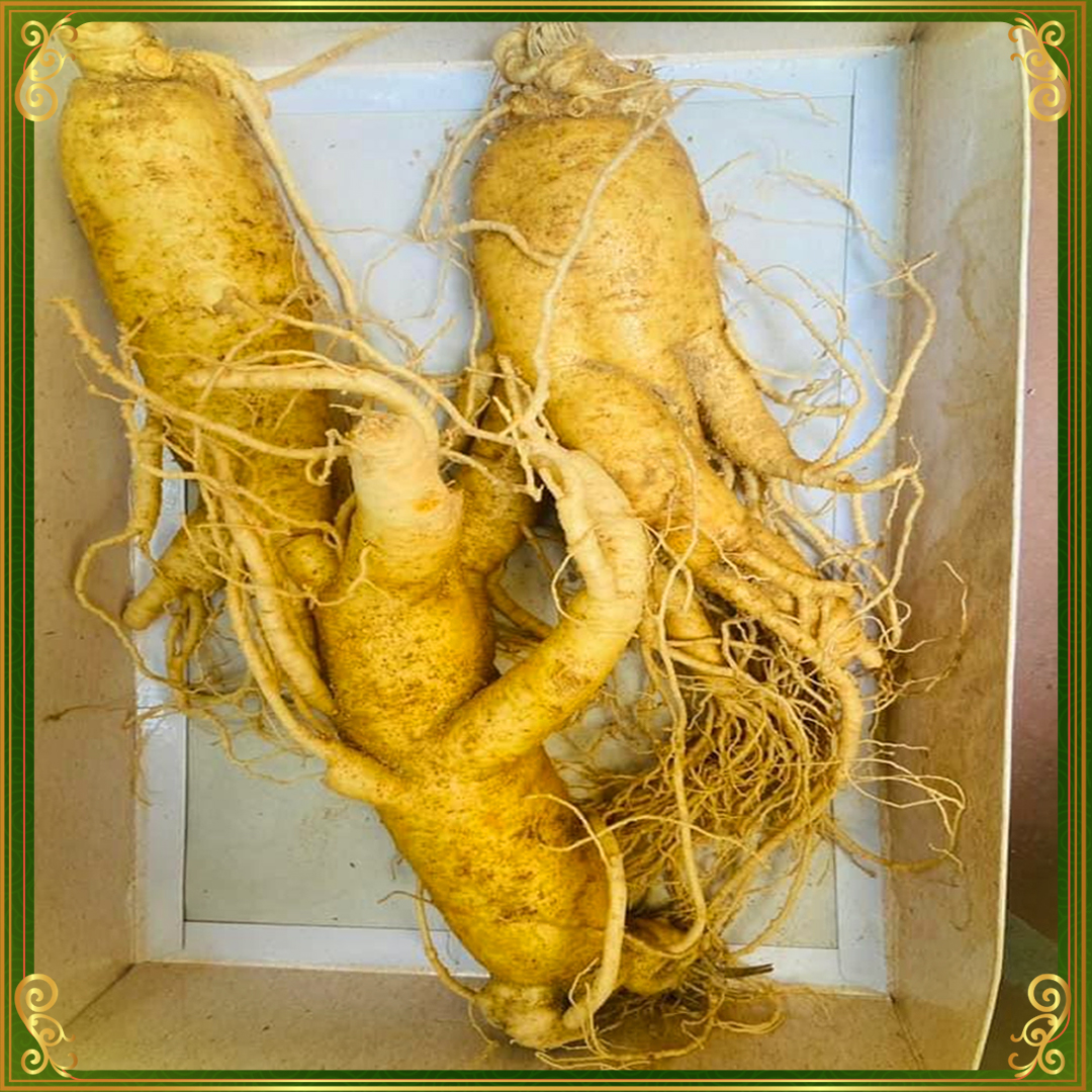 avt_Nhân Sâm Tươi Hàn Quốc 6 Năm Tuổi Loại 3 Củ kg